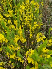 Hibbertia exutiacies