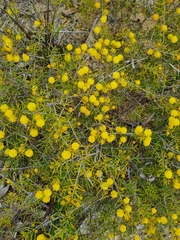 Hibbertia exutiacies