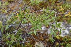 Salix boganidensis