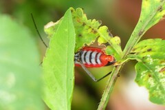 Leptocoris abdominalis