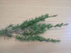 Kunzea linearis
