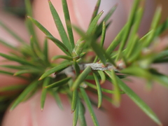 Kunzea linearis