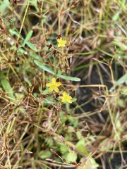 Hypericum canadense