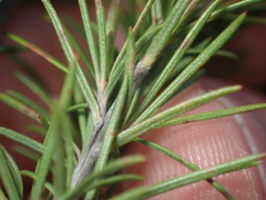 Kunzea linearis