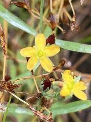 Hypericum canadense