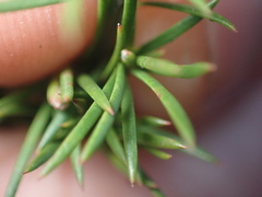 Kunzea linearis