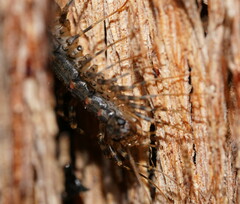 Allothereua maculata