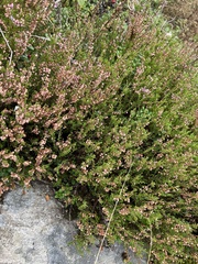 Calluna