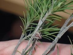Kunzea linearis