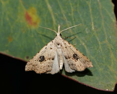 Trigonistis