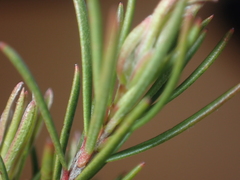 Kunzea linearis