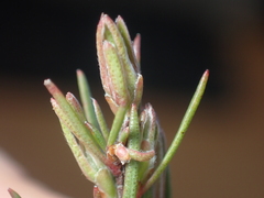 Kunzea linearis