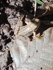 Rana temporaria