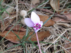 Cyclamen hederifolium