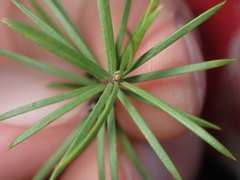 Kunzea linearis