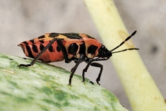 Eurydema eckerleini