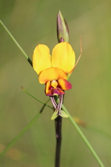 Diuris