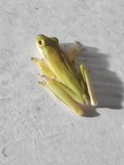 Hyla cinerea