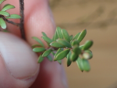 Kunzea amathicola