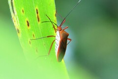 Chinadasynus orientalis