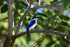 Todiramphus macleayii