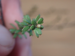 Kunzea amathicola