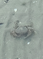 Ovalipes australiensis