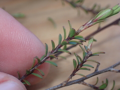 Kunzea amathicola
