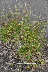 Sabulina stricta