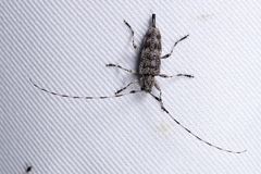 Acanthocinus gundaiensis