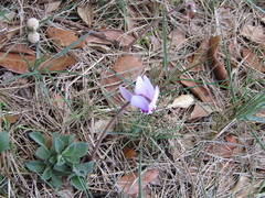 Cyclamen hederifolium