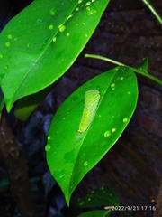 Graphium agamemnon