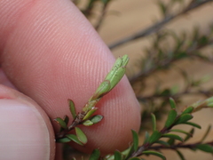 Kunzea amathicola