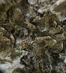 Chaenotheca subroscida