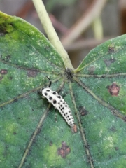 Calvia decemguttata