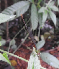 Ceriagrion cerinorubellum