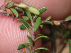 Kunzea amathicola