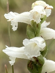 Spiranthes arcisepala