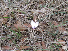 Cyclamen hederifolium