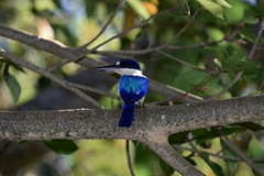 Todiramphus macleayii