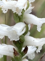 Spiranthes arcisepala