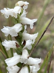 Spiranthes arcisepala