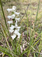 Spiranthes arcisepala