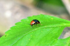 Hemithyrsocera palliata