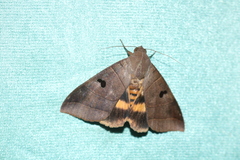 Thyas coronata