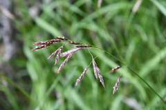 Bromus pumpellianus