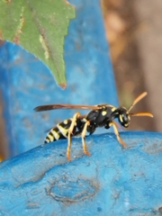 Polistes dominula