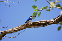 Todiramphus macleayii