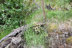 Bromus pumpellianus