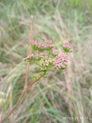 Seseli annuum
